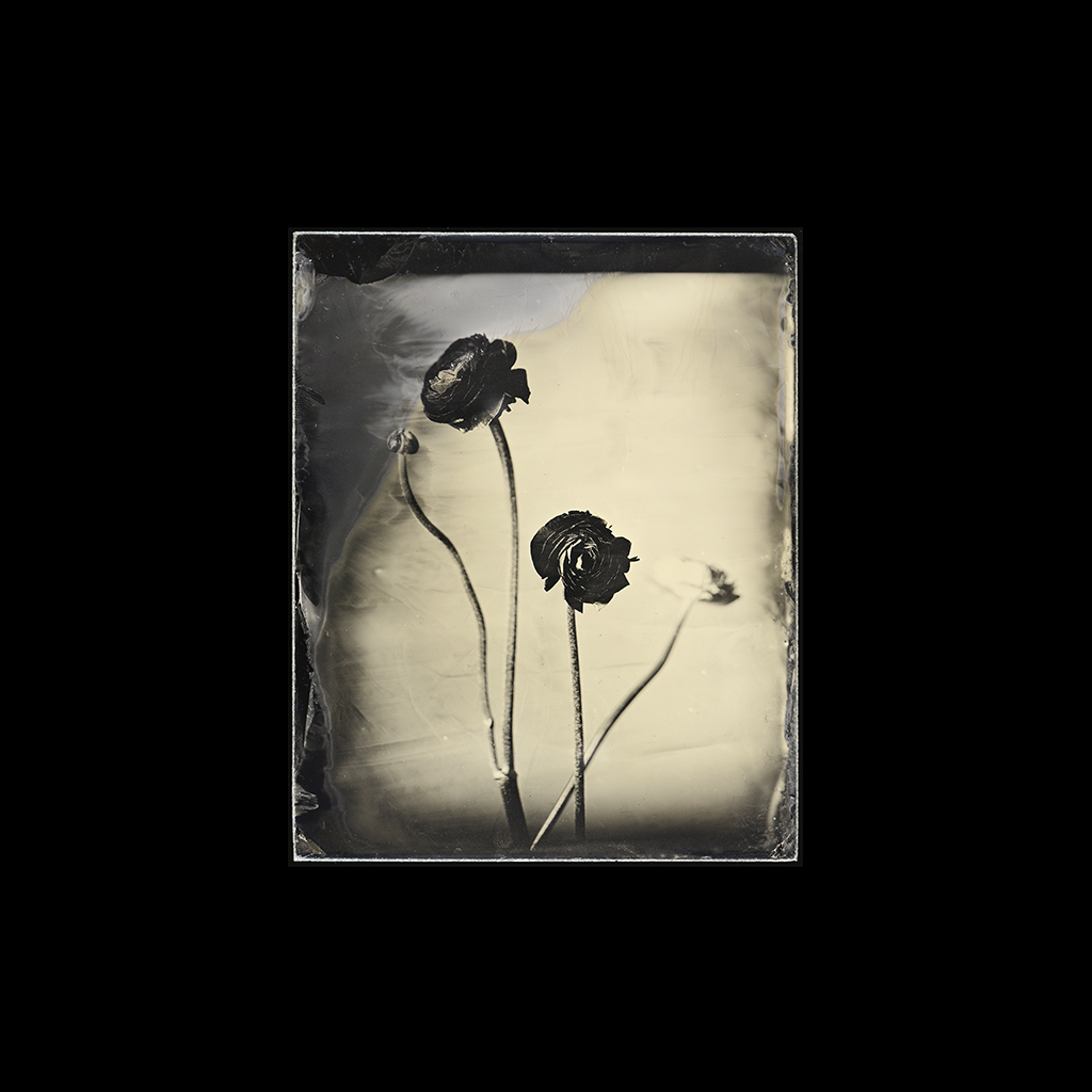wet plate collodion still lifes