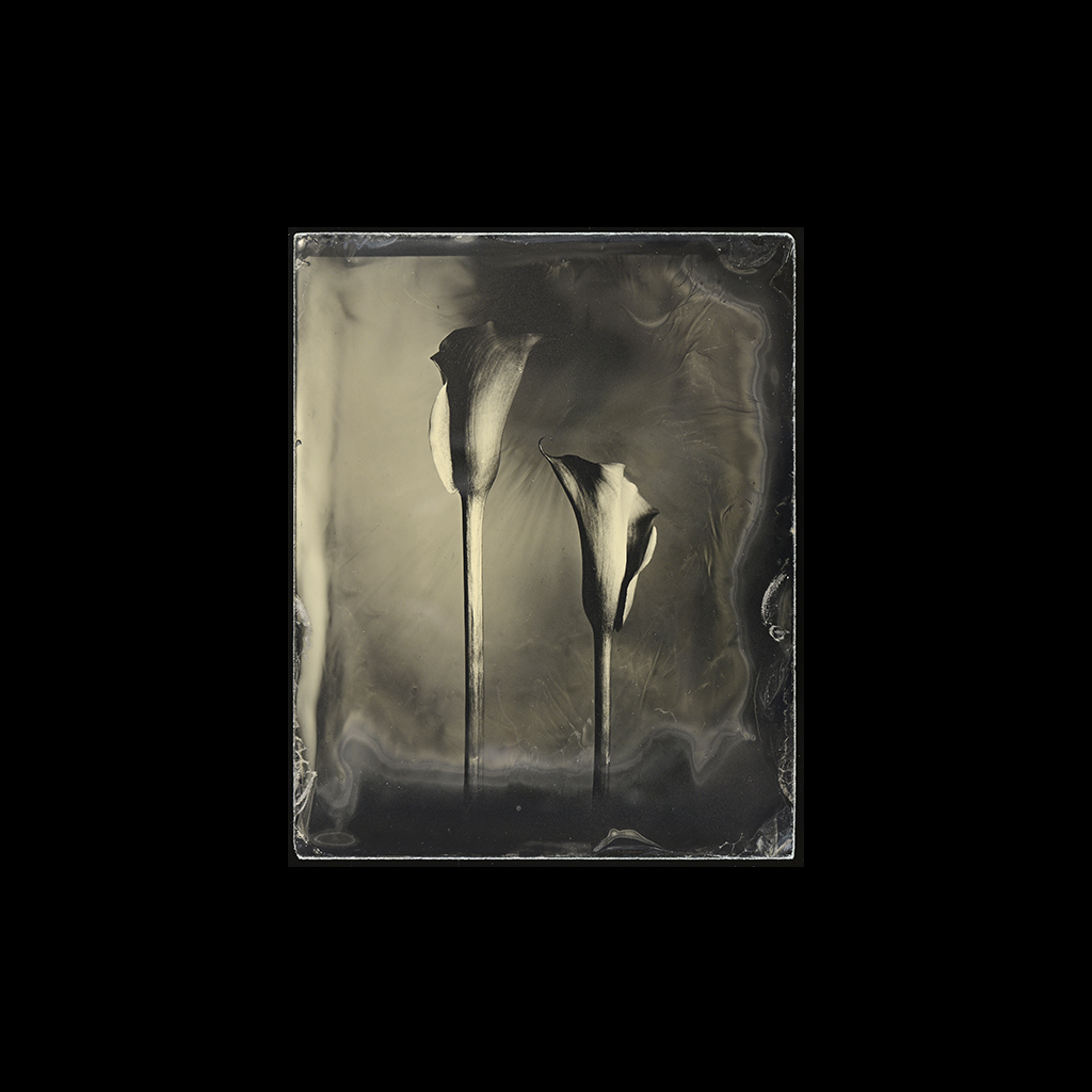 wet plate collodion still lifes